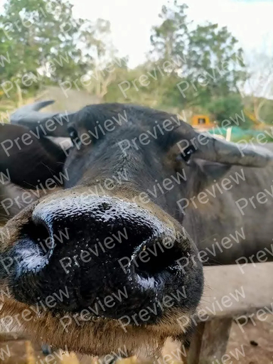 cow