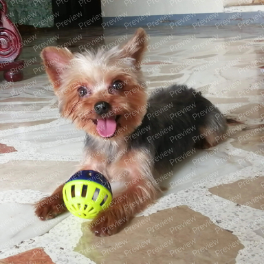 dog