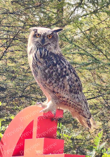 Great Grey Owl