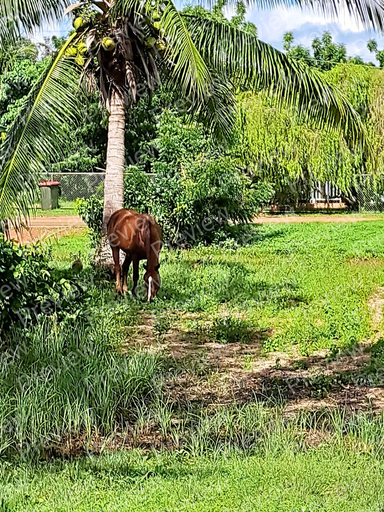 horse