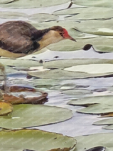Moorhen