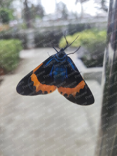 moth