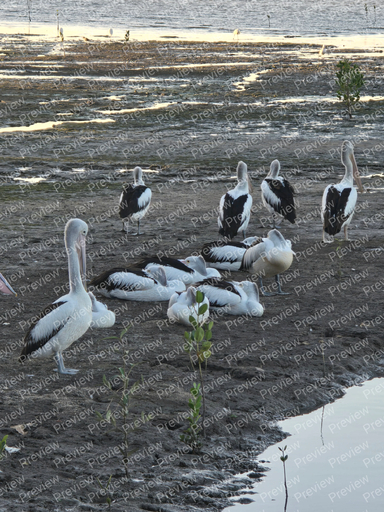 Australian Pelican