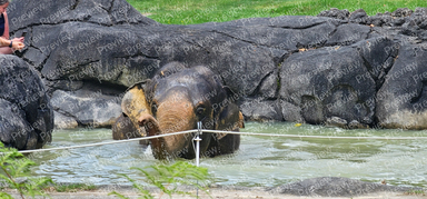 elephant