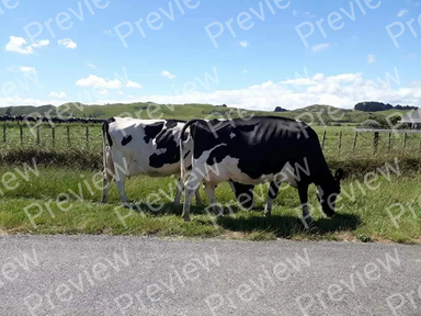 cow