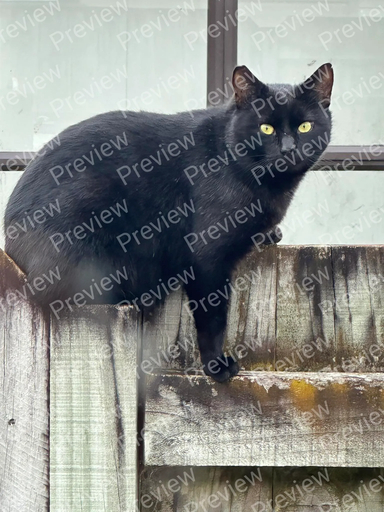cat