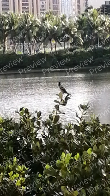 bird
