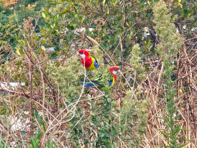 Rosella