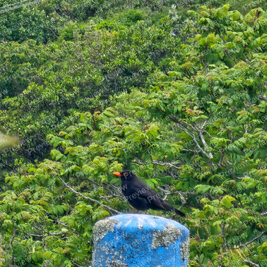 blackbird