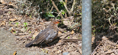 bird