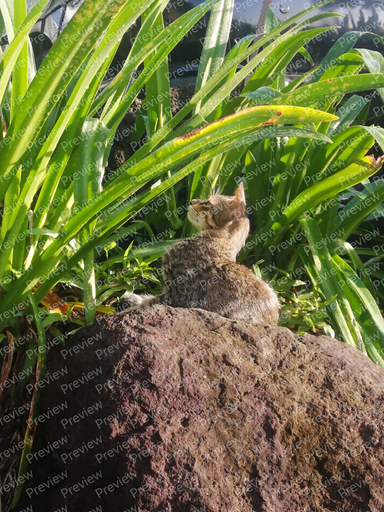 cat
