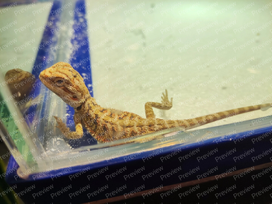 bearded dragon