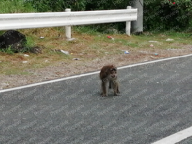 monkey