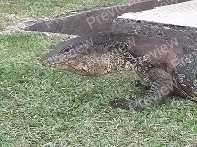 Komodo dragon