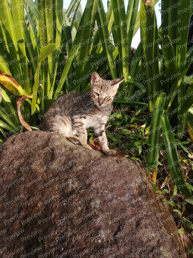 cat
