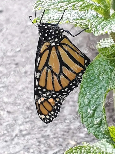 Monarch butterfly