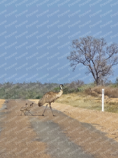 Emu
