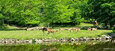 ostriches and impalas