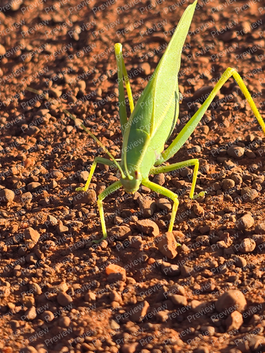 a green grasshopper