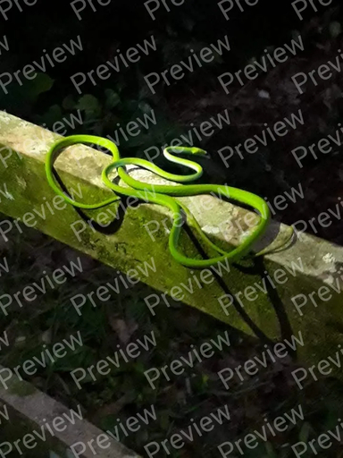 Green Snake