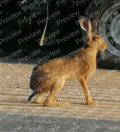 rabbit