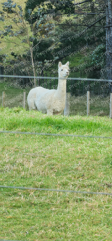 alpaca