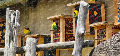 parakeet