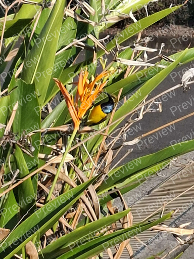 bird