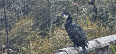 bird