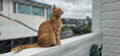 cat