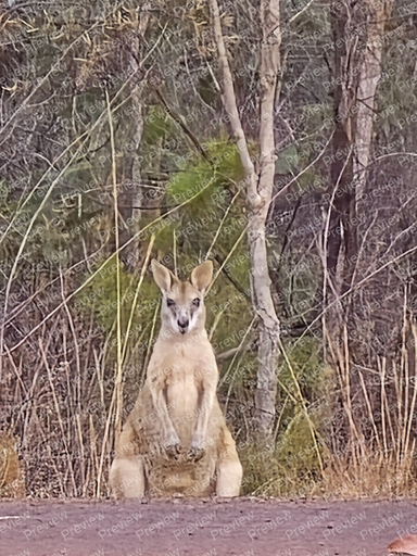 roo