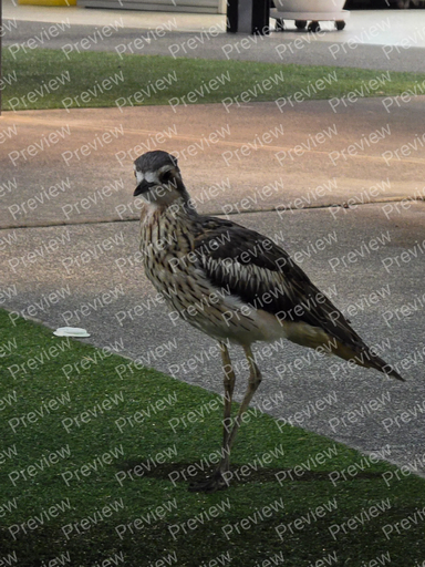 bird