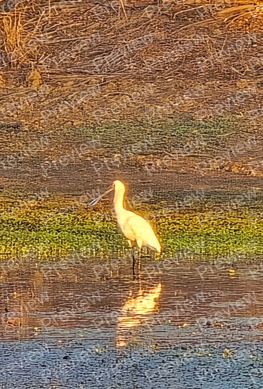 bird