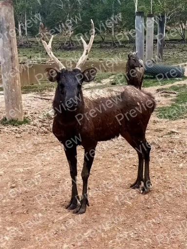 Moose