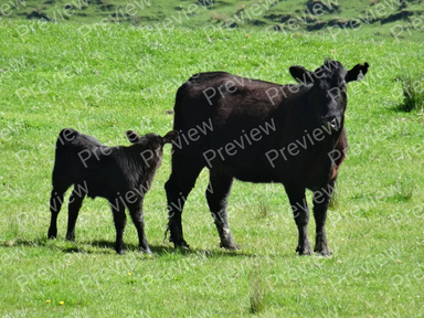 cows