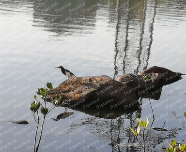 bird