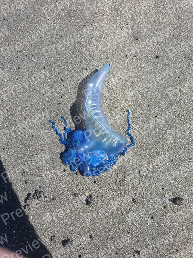 Portuguese Man-of-War