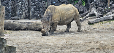 Rhinoceros