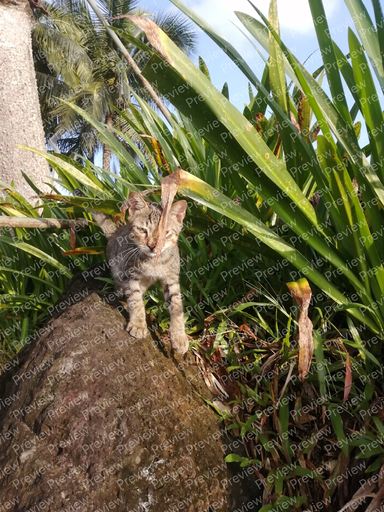 cat