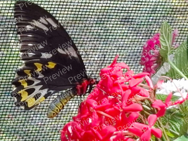 butterfly