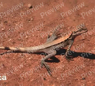 lizard