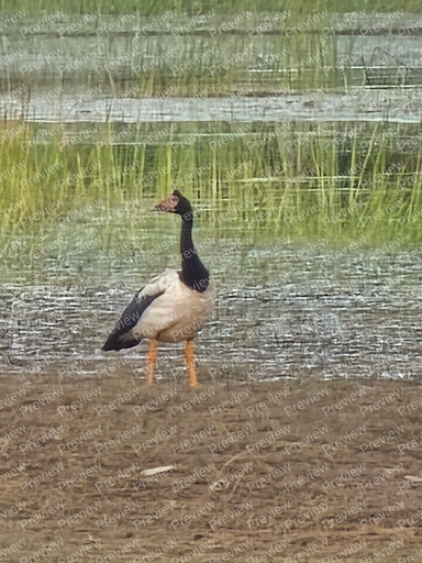 duck