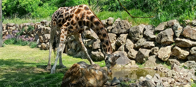 giraffe