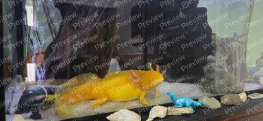Axolotl