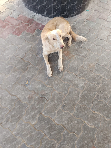 dog