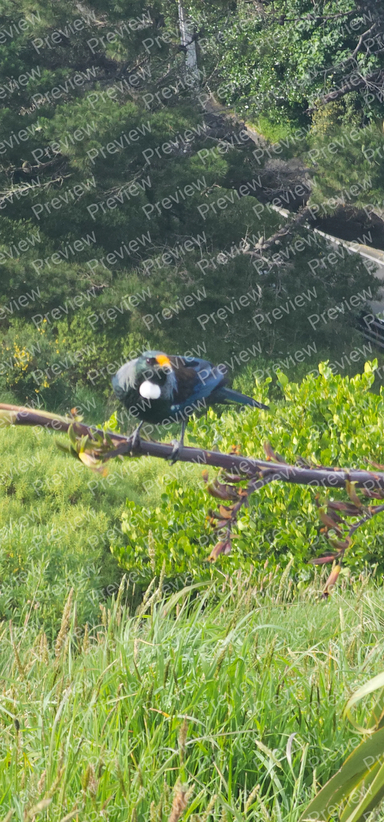 Tui