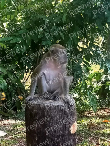 monkey