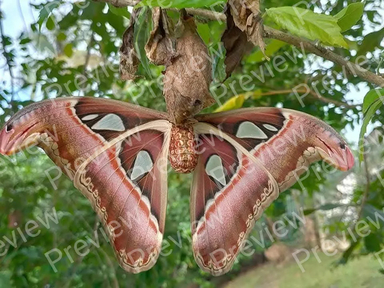 Atlas moth