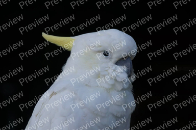 Cockatoo
