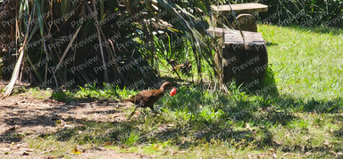 duck
